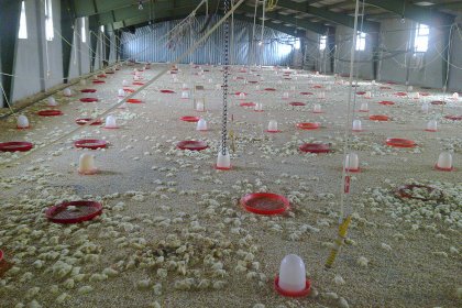 Iranian poultry farmers have invested time and money to lower the mortality rate of young broilers. Photo: Vladislav Vorotnikov