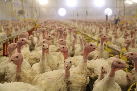 turkey farm investment