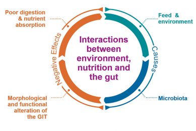 The gut health concept will focus on the multi-factorial issue of dysbiosis. Photo: Evonik