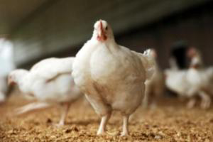 Probiotic E. faecium can promote poultry growth