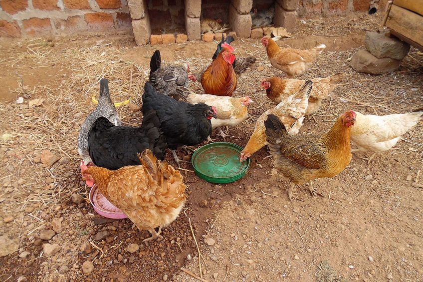 The poultry industry is on the verge of collapse because poultry farmers either cannot get maize to produce feed, or they cannot afford to buy finished feeds to feed their chickens. Photo: Majimazuri21