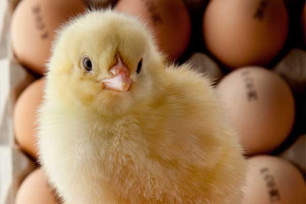 Gold Line protects hatching eggs and day-old-chicks