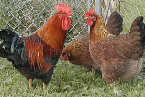 Australia faces inbreeding within rare breed poultry