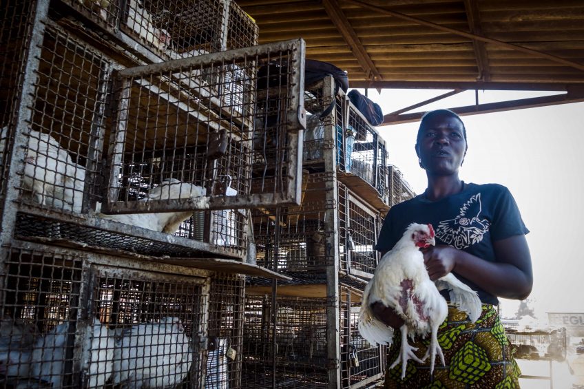 Exports halted as bird flu hits 2 South African poultry farms. Photo: AFP / Jekesai Njikizana