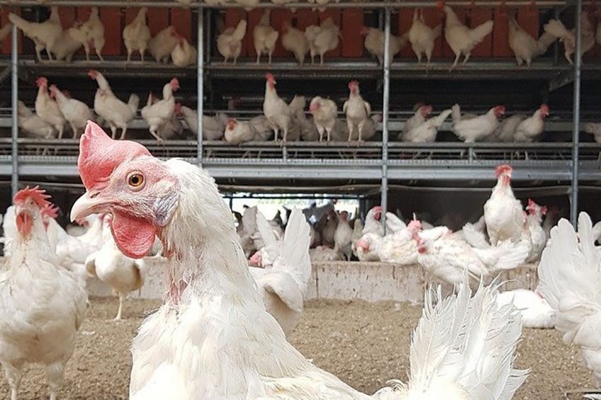 Egypt s poultry firms have achieved self-sufficiency in poultry and eggs. Photo: Tuulikki Viilo