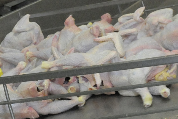 MHP reduces poultry exports by 22%