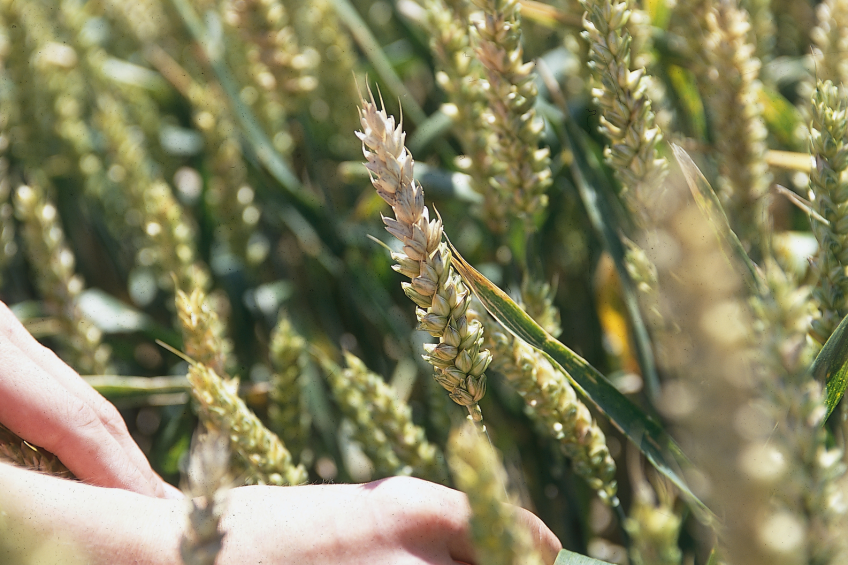 A slight pinkish colour of the grain kernels is a clear sign of the plant being affected by mould. <em>Photo: Mark Pasveer</em>