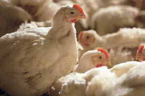 Rendered products beneficial to poultry nutrition