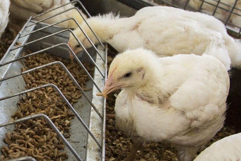 Housefly larvae contribute to sustainable layer nutrition - Poultry World