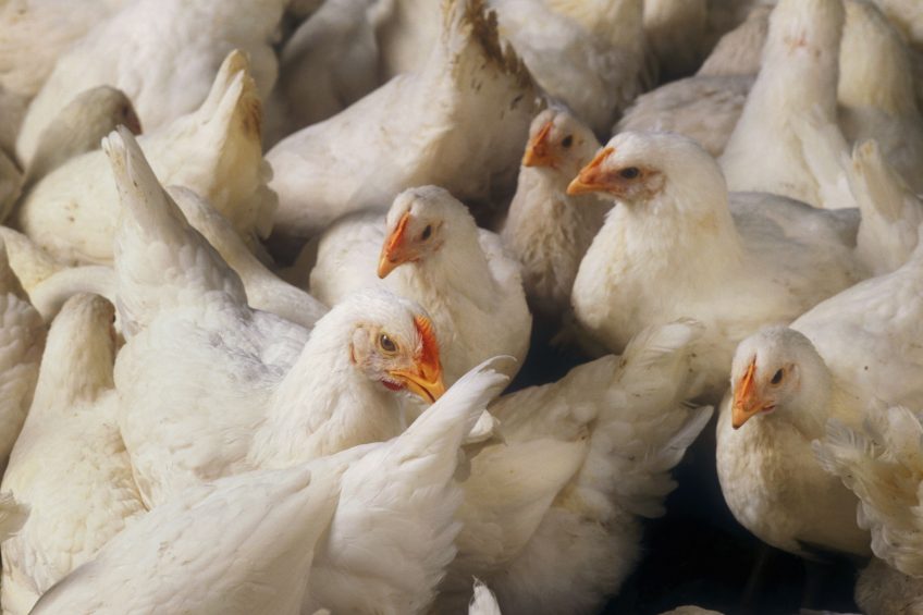 Investigative report: Poultry dead on arrival. Photo: Design Pics Inc/Rex/Shutterstock
