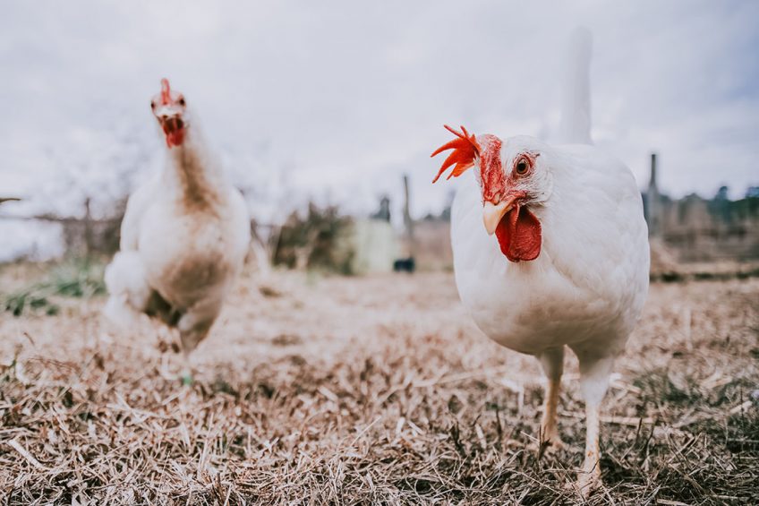 A global increased awareness of animal welfare has resulted in many multinational companies with operations in Asia to source eggs solely from cage-free farms. Photo: Global Food Partners / Daniel Turbert