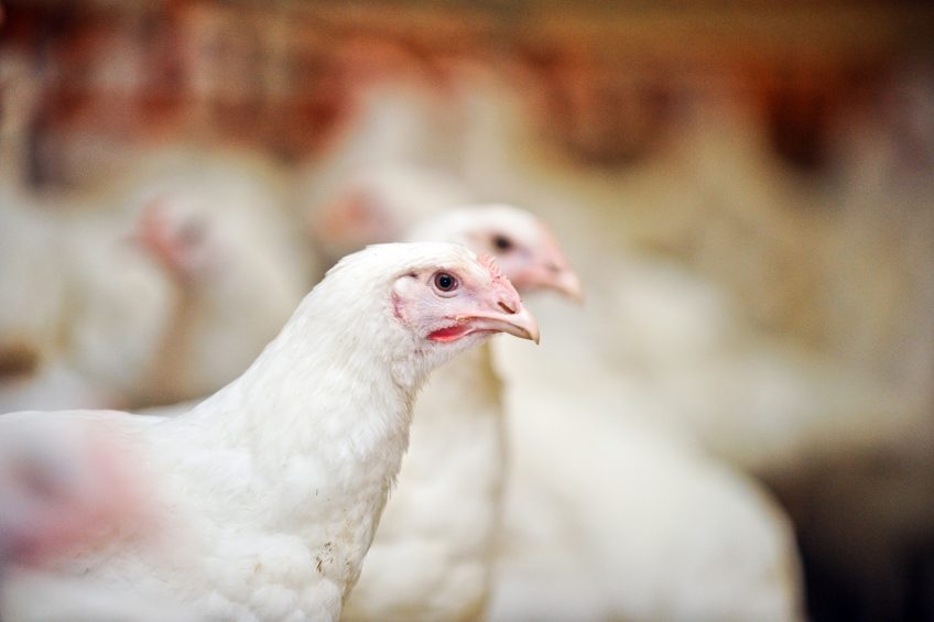 Poultry research receives a boost through USDA grants. Photo: Shutterstock