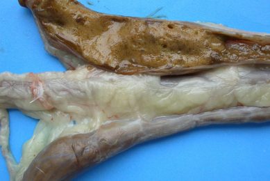 Diagnosing Brachyspira involves a good look at the flock history as well as clinical and post mortem examinations. Photo: GD Animal Health