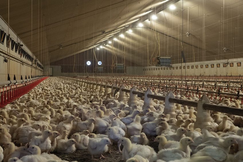 Poultry meat accounts for 45% of total Romanian animal protein production and was Romania s most widely produced meat last year, followed by pork, beef, and mutton. Photo: Theo Galema