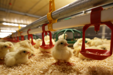 Less profit for UK poultry farms