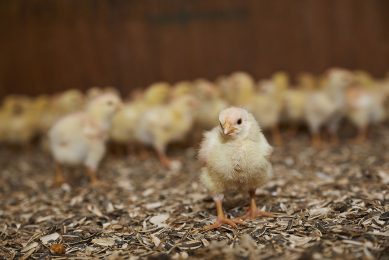 In changing times, nature works to boost poultry production.  Photo: Delacon