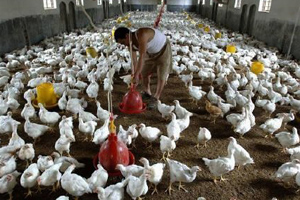 Safety concerns tarnish China s broiler production