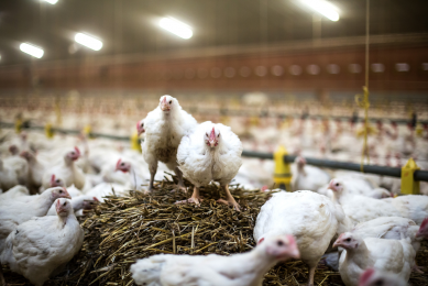 Consumers in many parts of the world have greater spending power and are creating demand for the perceived welfare and eating quality differences of slow-growing birds, compared with conventionally produced broilers. [Photo: World Poultry]