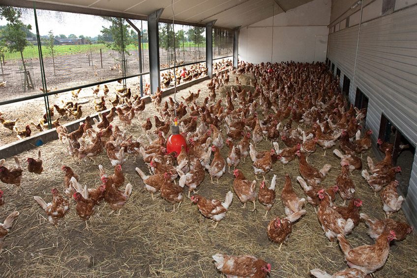 Poultry companies benchmarked for animal welfare - Poultry World
