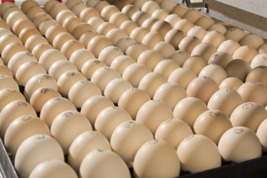 UK egg consumption reaches new highs