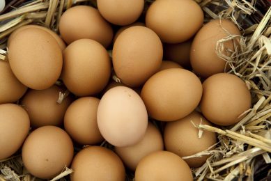 RSPCA Assured scheme: Poultry sector's sign up for 2016. Photo: Wayne Hutchinson/FLPA/Broker/Rex/Shutterstock
