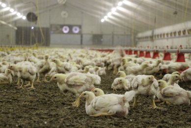 Getting the flocks Salmonella free required an action plan that was followed for years. Photo: Dick van Doorn