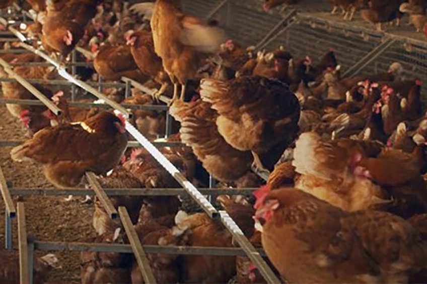About 1.5 million layers have benefited from better conditions since the introduction of the RSPCA-approved Farming Scheme began in 1996, producing 19 million eggs. Photo: RSPCA Australia