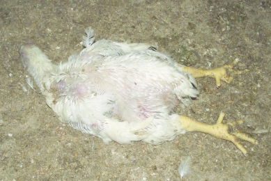 How did this bird die? Photo: Vetworks