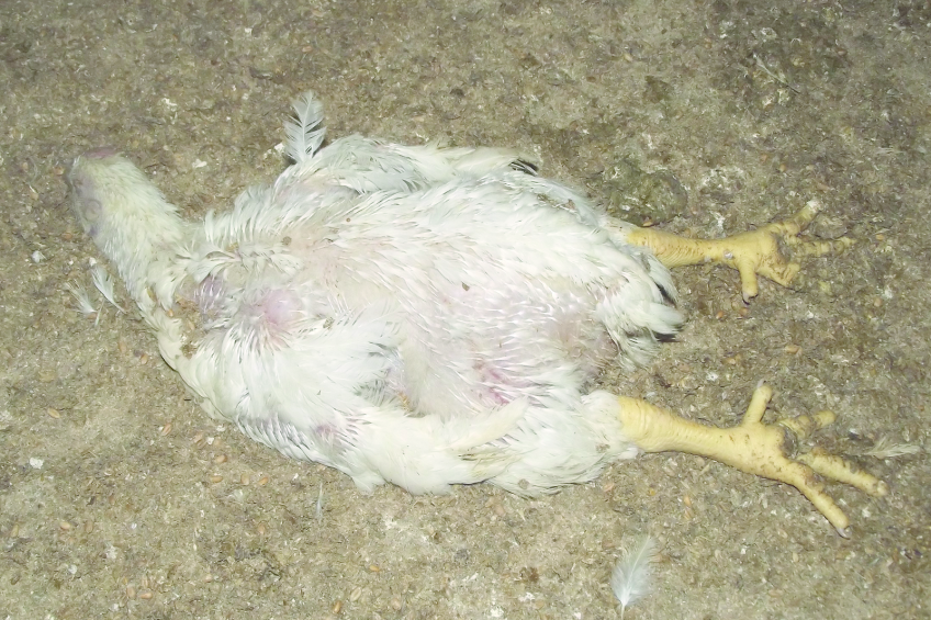 How did this bird die? Photo: Vetworks