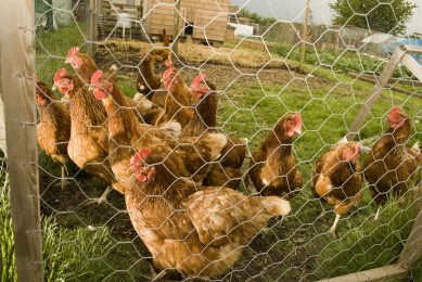Risk of bird flu remains as backyard flock hit. Photo: Food and Drink/Rex/Shutterstock