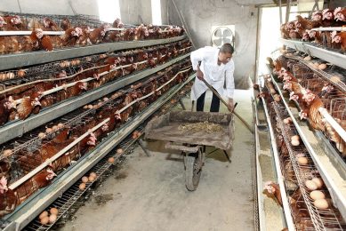 Figures from the European Commission suggest that just under half all eggs in the EU are from enriched cage systems, while 32.5% come from barn systems, 11.8% are in free range units and 6.2% are farmed organically. Photo: Henk Riswick