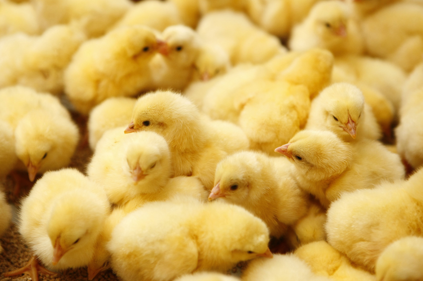 German poultry industry agrees to beak trimming ban