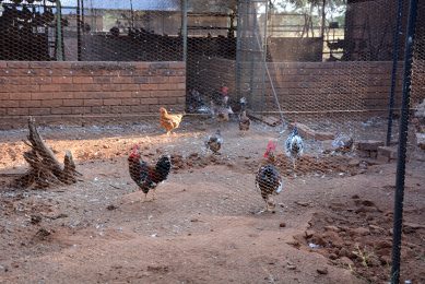 The Boschveld breed was established by Mike after crossing three indigenous African breeds namely the Venda, Matabele and Ovambo. These breeds gave Mike the foundation on which to develop his strong Boschveld chicken which is now being sold in over 17 African countries. Photo: Chis McCullough