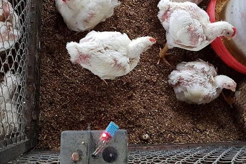The poultry house is remotely controlled by a system developed at USP. Photo: USP