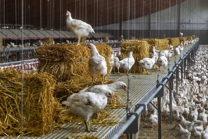 Danish poultry producer to phase out fast-growing broilers - Poultry World