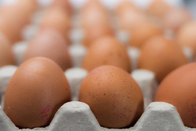 New Zealand poultry: To vote on compulsory egg stamping. Photo: Pixabay