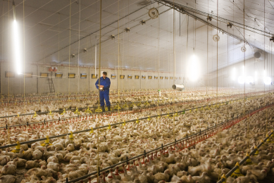 UK wants a stronger poultry production base