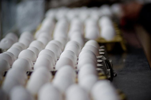 Avangardco egg production stays strong despite crisis