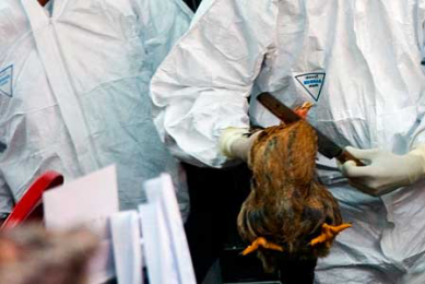 UK study identifies way to contain bird flu outbreaks