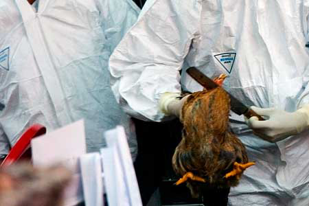 UK study identifies way to contain bird flu outbreaks