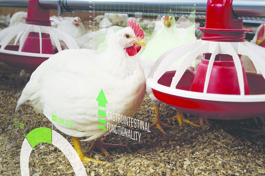 Poultry gut function: It s all in the detail. Photo: Grant Heilman Photography / Alamy Stock Photo