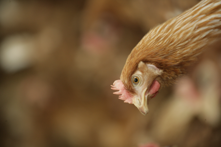 FDA recognises Canthaxanthin as safe for chicken breeders