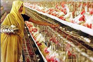 India appeals WTO ruling on ban of US poultry