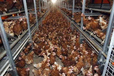 One of the welfare measures is the move to cage-free layer housing systems. Photo: Bert Jansen