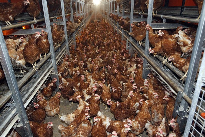 One of the welfare measures is the move to cage-free layer housing systems. Photo: Bert Jansen