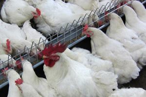 Breakthrough technique to aid research in hen syndrome