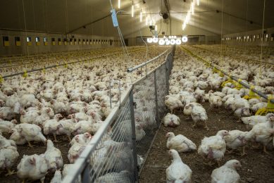 Feeding broilers for the future. Photo: Peter J.E.Roek