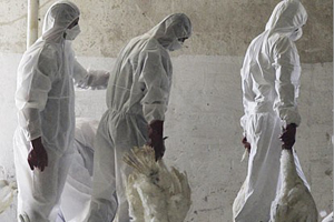Turkish farm under quarantine after bird flu detected