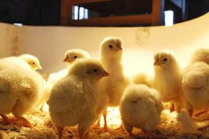 Purina enhances formula for premium poultry feed