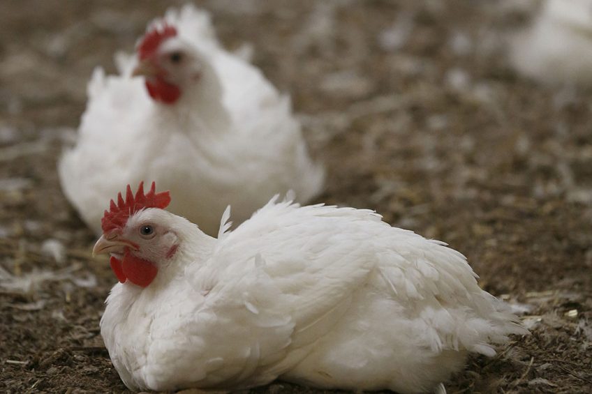 Chinese white-feathered broiler production is expected to continue increasing in 2021 due to recent large investments in poultry production. Photo: Hans Prinsen